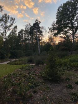 gardens at sunset