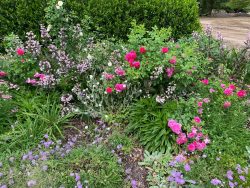 Spring pink flowers