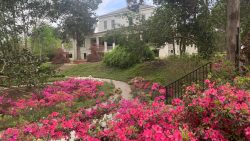 Spring garden pink flowers