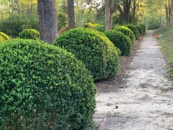 spring bushes