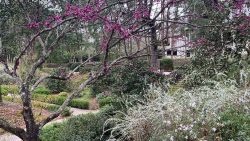 spring flower buds