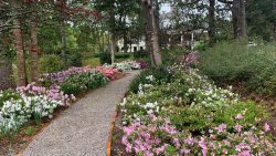 walkway in spring