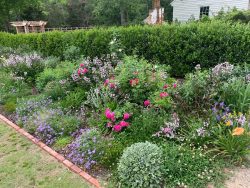 blooming summer flowers