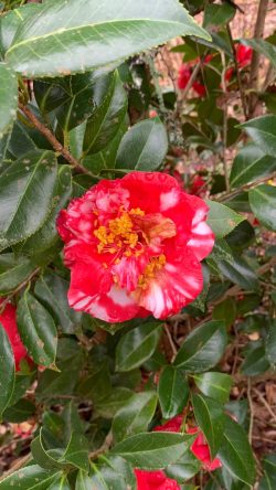 camelias