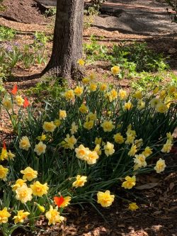 daffodils