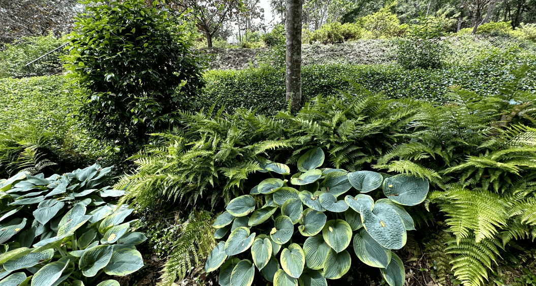 garden plants