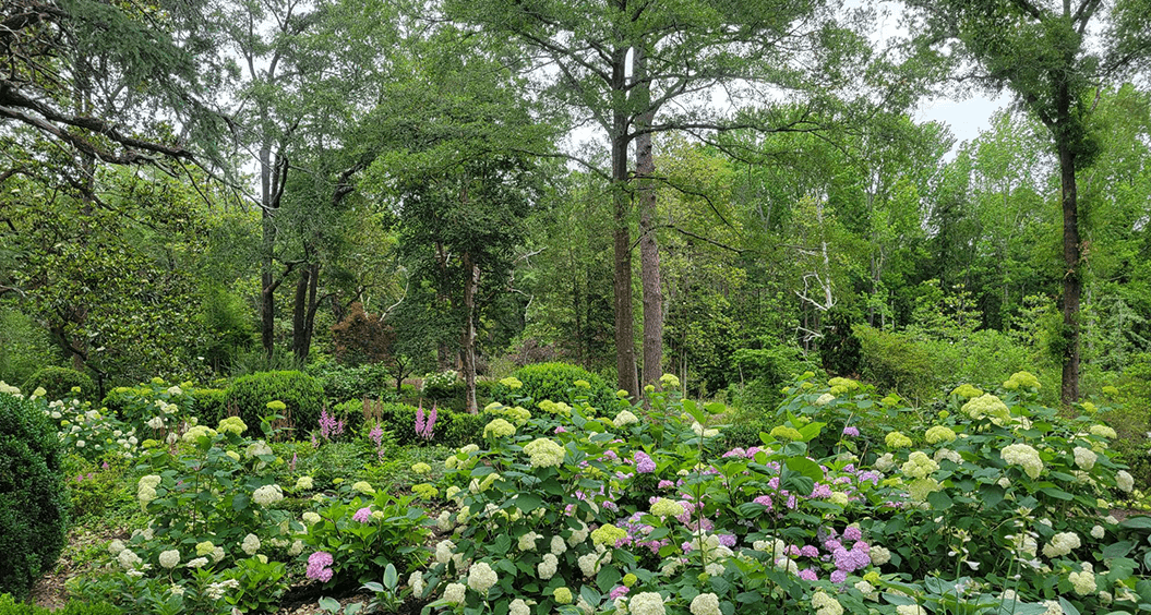 hydrangeas