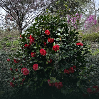 camelia garden